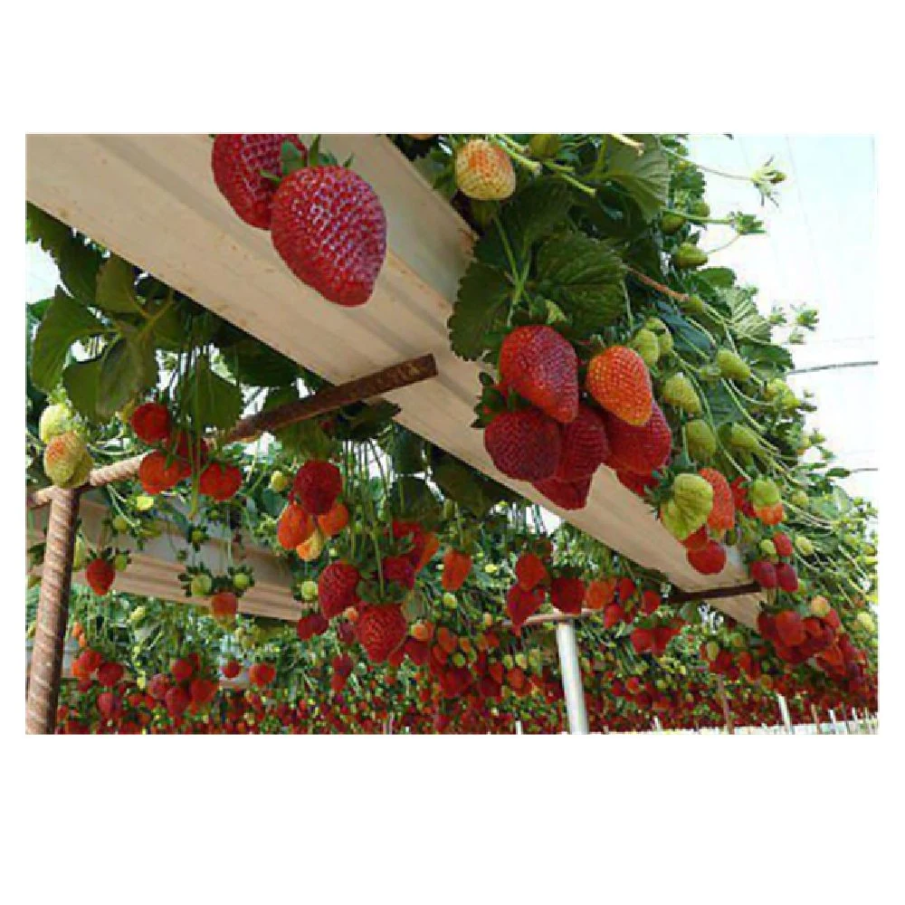 Hydroponic Farming From Planting to Harvest Gutter Berry