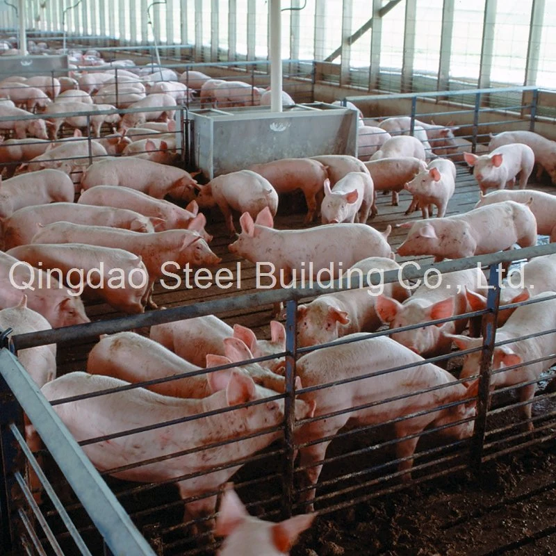Chine Prefab structure en acier léger Pig Farm Building Pig préfabriqué Bâtiment de la maison