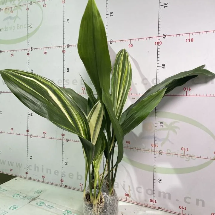 Aspidistra Elatior BLUME Real Plant Alive Seedling Bonsai High Quality