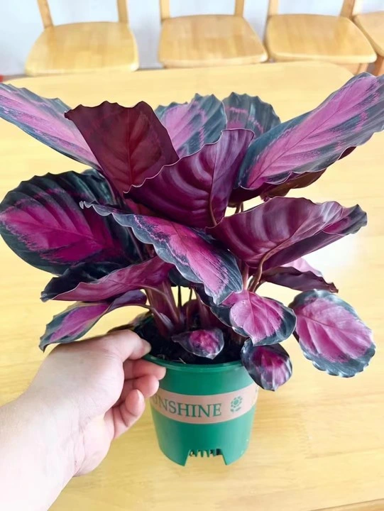 Plantas vivas de plantas interiores Calathea Rusco Bonsai Preto Rosa Vermelho Carmesim