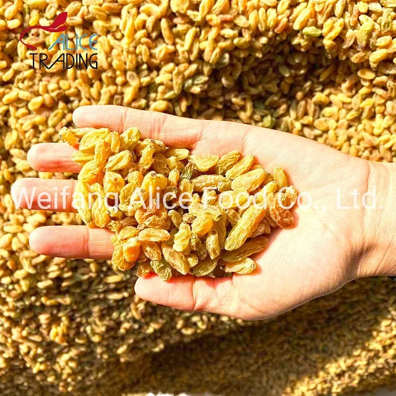 China Wholesale/Supplier Cheap Price Export Standard Xinjiang Natural Color Yellow Raisin