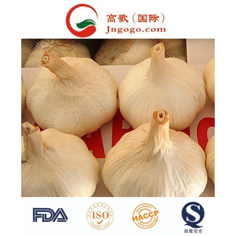 China Shandong Fresh Normal White Garlic