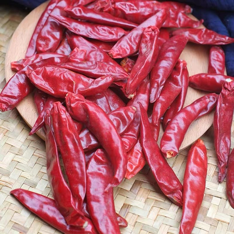 Hot sell Red Pepper Jinta Chili com melhor qualidade / Xinglong/Chili/Dry Red Pepper