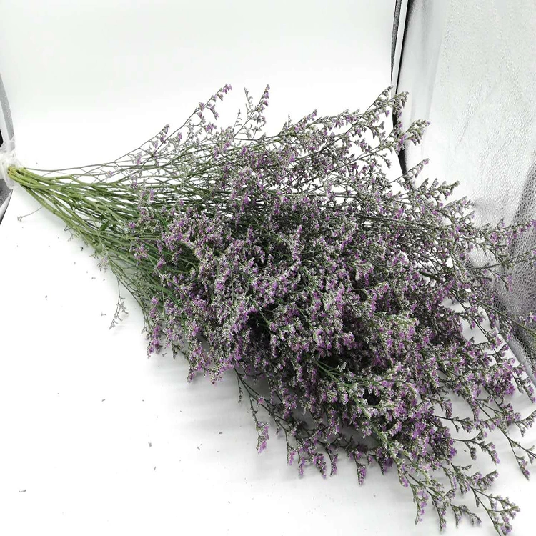 Type de traitement réel frais Fleurs Fleurs coupées fraîches Purple Limonium pour la décoration