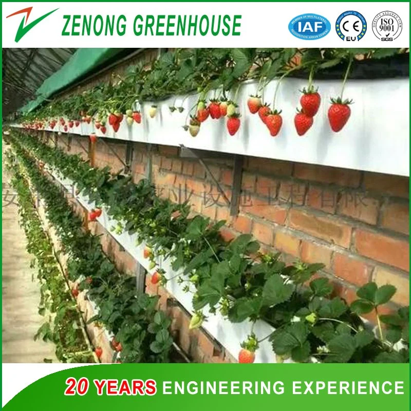 Single Span Small Size Solar Green House for Family Vegetable Cultivation/Farming/Agriculture/Gardening