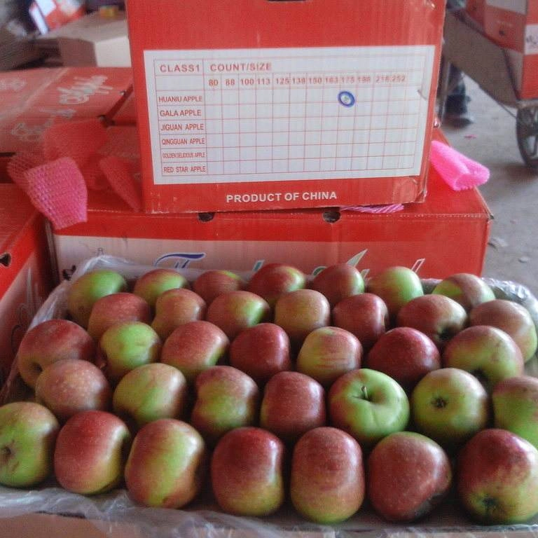 New Crop Jiguan Apple for Bangladesh