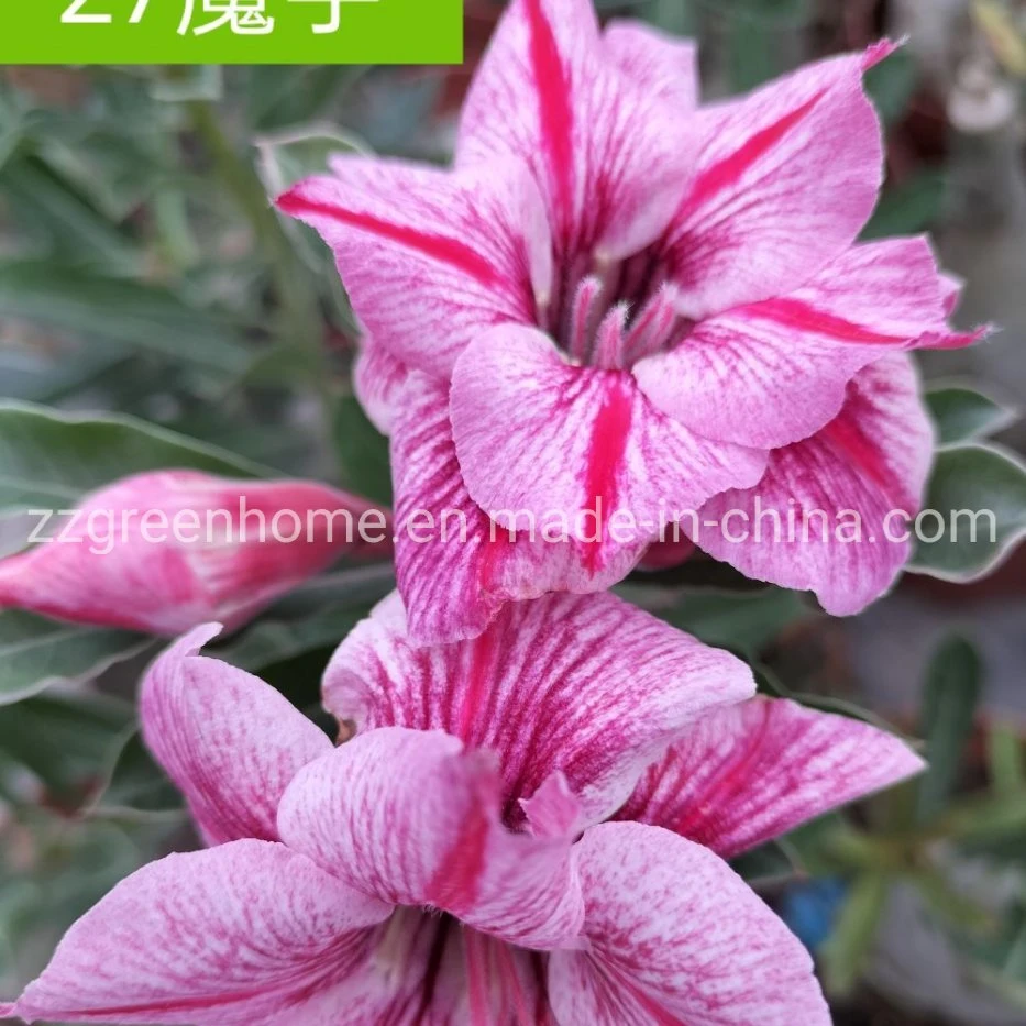 Live Desert Rose Natural Adenium Obesum Beautiful Flower