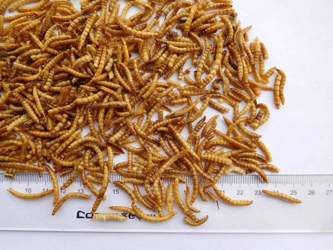 Dried Mealworms for Ornamental Fish Food