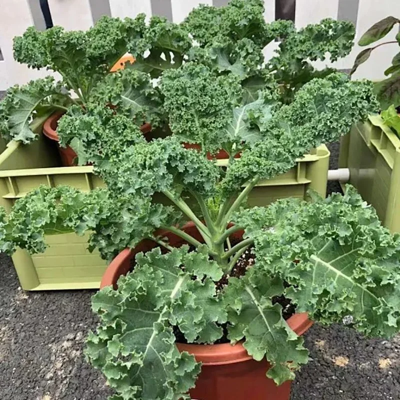 Breite Liangyun Frontale Kale Samen, Brassica Oleracea Var. Sabellica L.