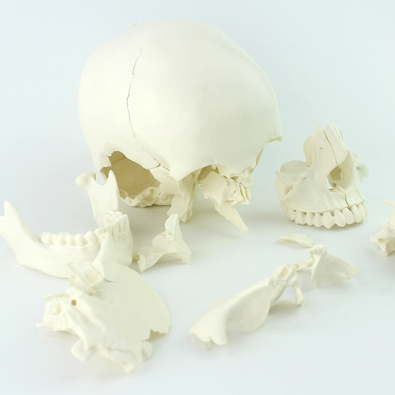 Kit de ensino de crânio Skeleton 22 modelos humanos de ossos individuais com Tamanho natural de PVC