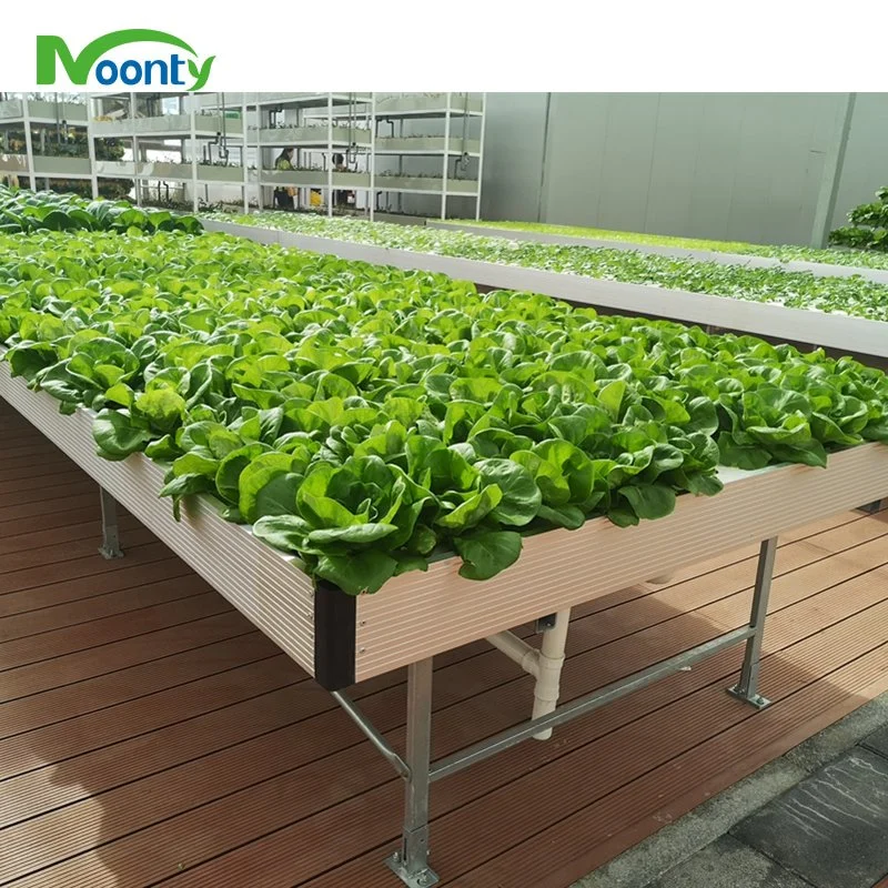 Dwc/Dft Hydroponics Growing System with Plastic Film Greenhouse in Paraguay