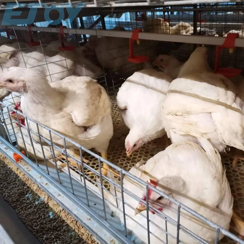 Broiler Chicken Cage mit vollautomatischem Füttern/Trinken/Eierabholung/Güllereinigungssystem