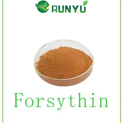 Hot vendre le produit Forsythia Suspensa Fruit Extract Forsythin 2%