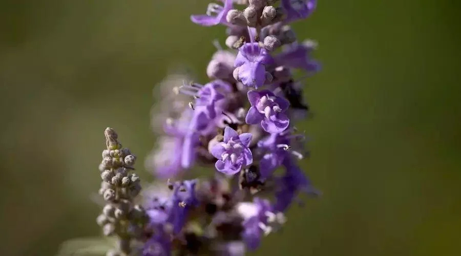 Chasteberry Chasteberry árbol / Vitex Agnus-Castus extracto en polvo extracto