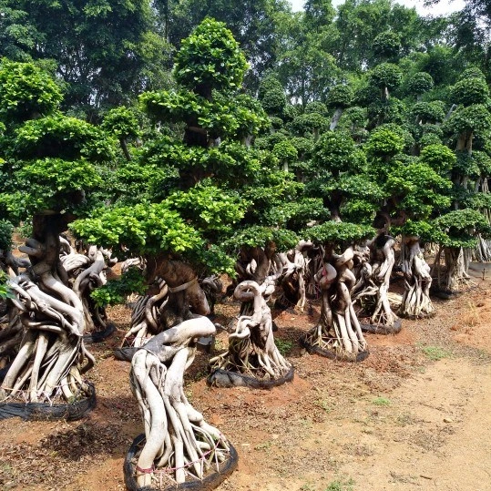 2023 verdadeira árvore de Ficus grande Boa Forma Ficus Bonsai para venda por grosso