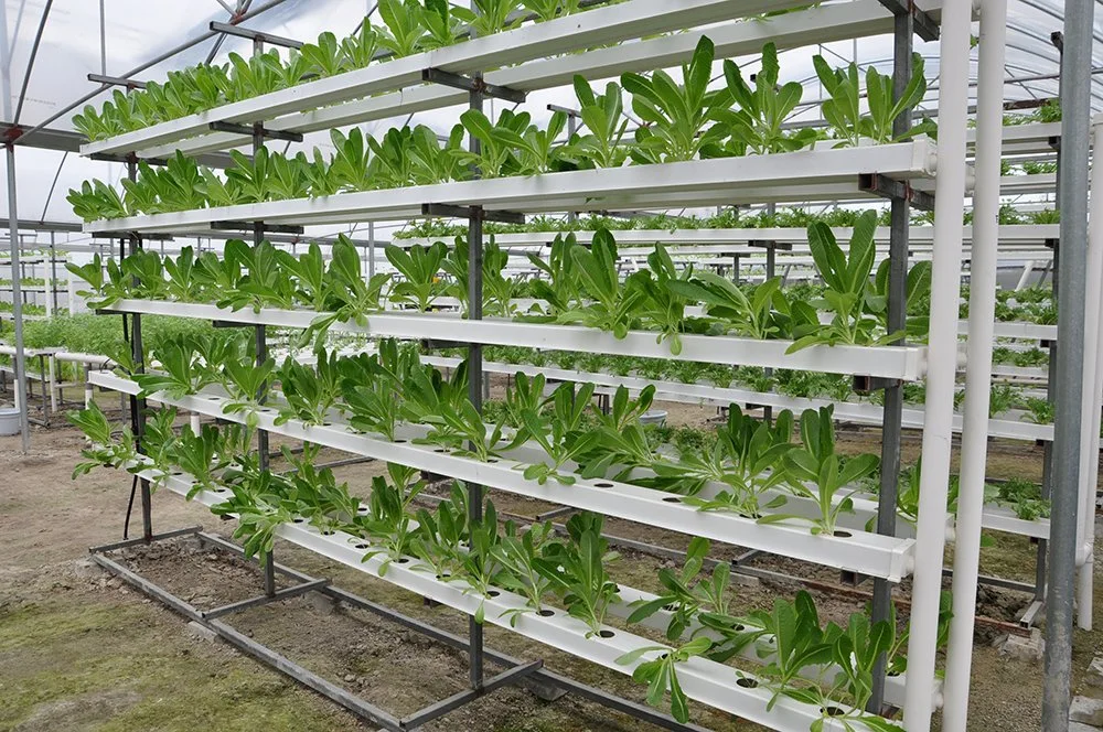 Commercial Hydroponic Nft a Frame Structure Growing System for Vegetables