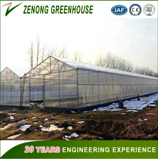 Commercial Used Green House Covered with PC Sheet for Agriculture/Farming/Husbandry/Fishing