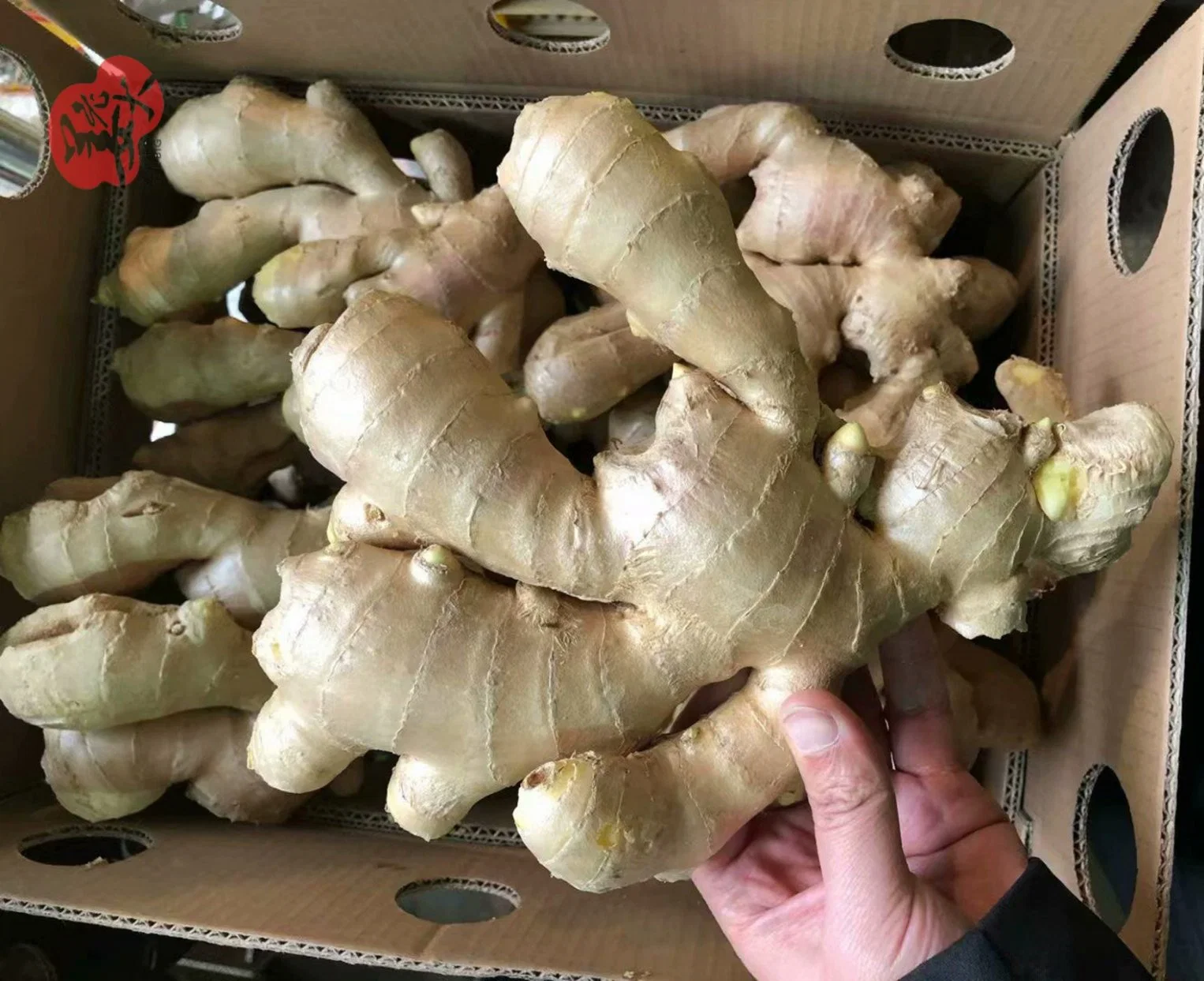 Super Quality Air Dry Ginger for Europe