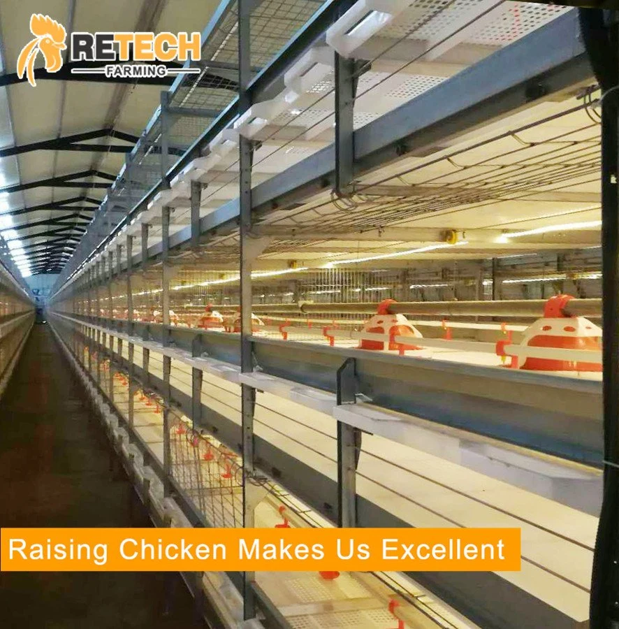 H Type Automatic Broiler Chicken Cage for Pullet and Broiler in Tanzania