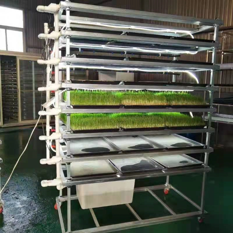 Hydroponics System in Greenhouse for Vegetablegrowing and Annimal Feed