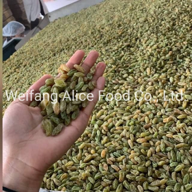 Good Tasting China Origin Dried Green Raisin Long Shape