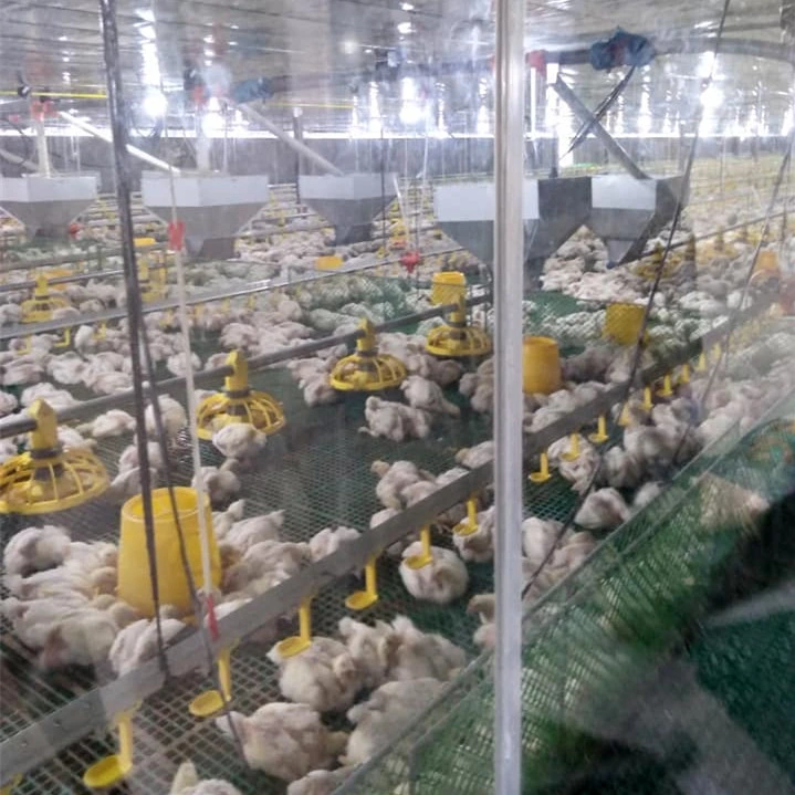 Automatische Geflügelfarm Broiler Fütterungssystem Ausrüstung zum Verkauf in Sri Lanka