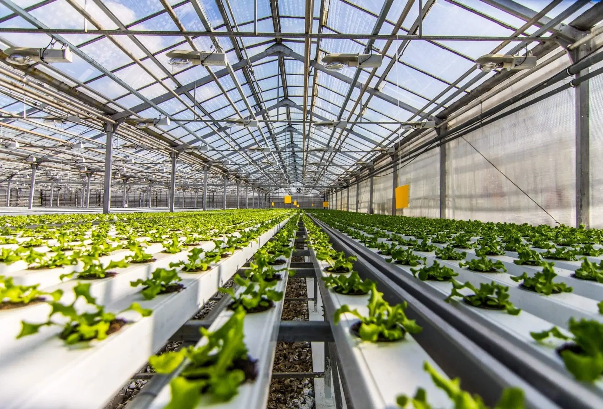 Hydroponics Greenhouse