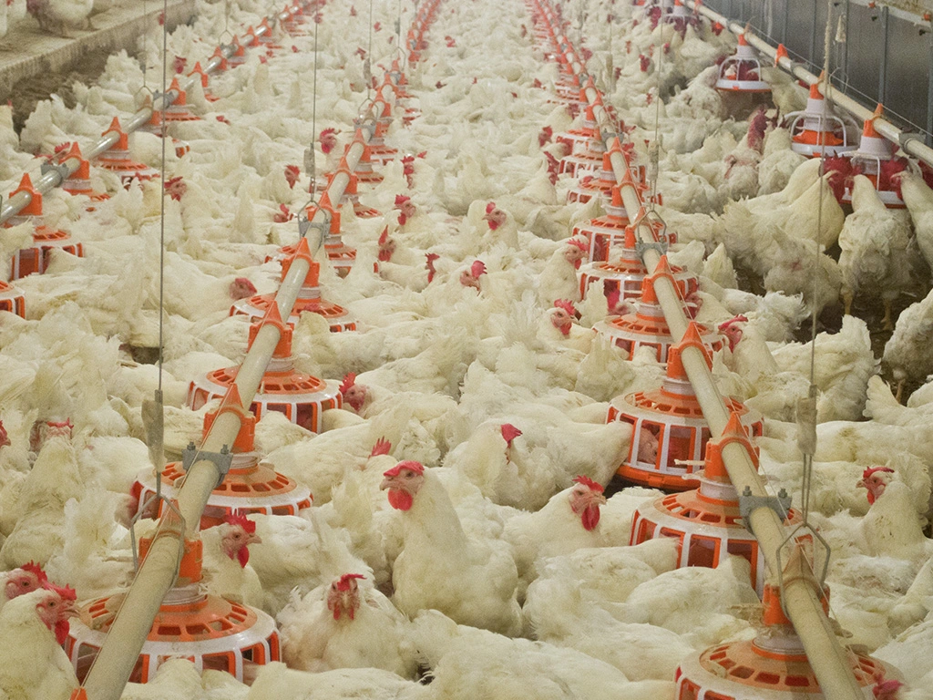 Système de mangeoire automatique très demandé pour les poulets de chair.