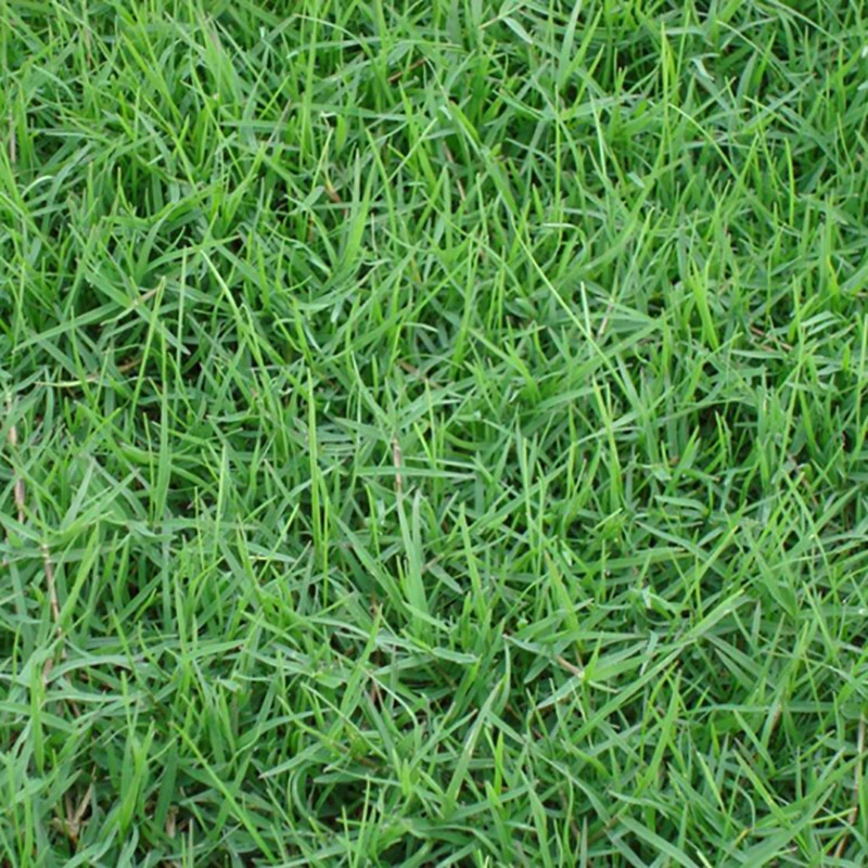 S351 Bai Mu Da Bermuda Grass Seed Plantable Large Area Green Lawn Seeds