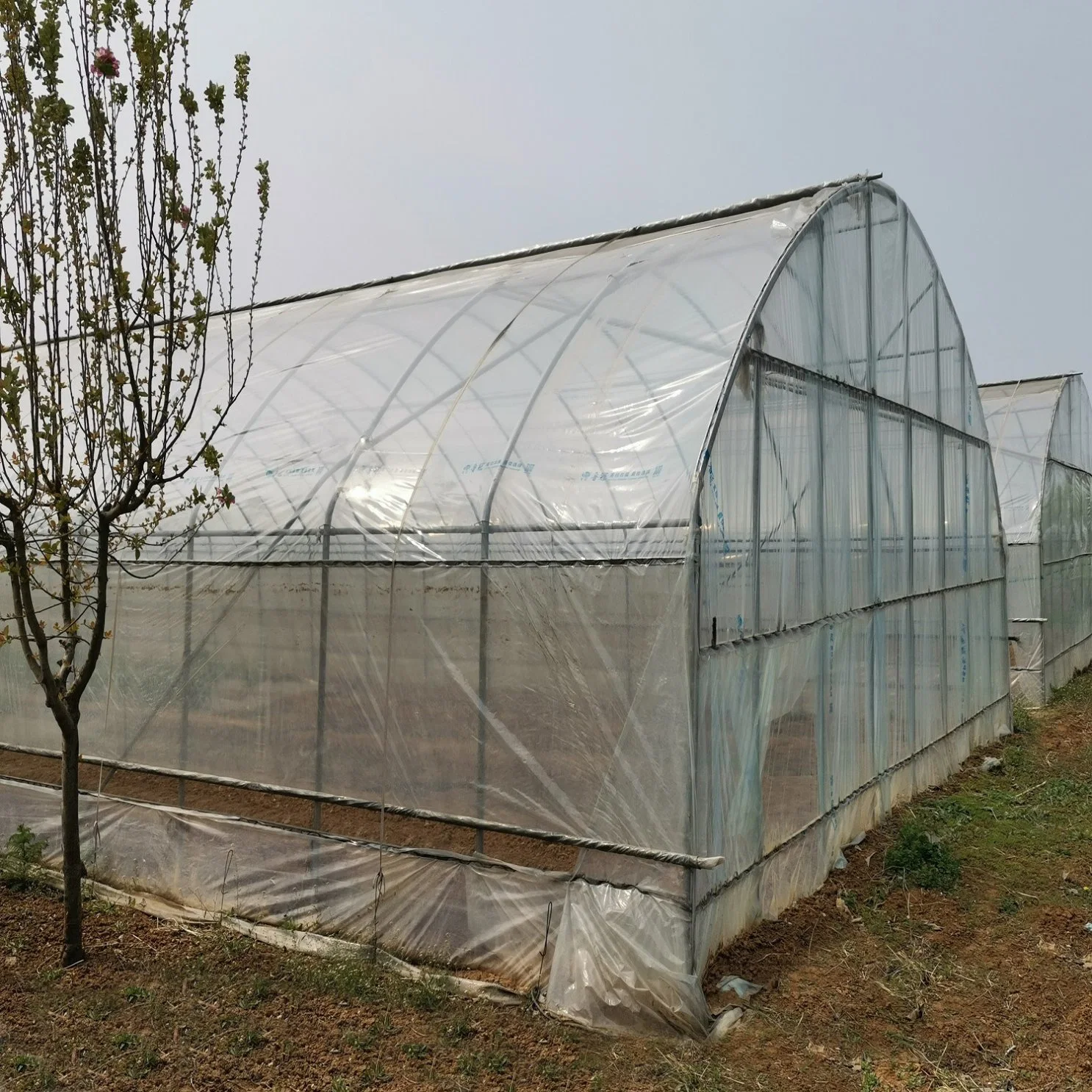 Steel Frame Commercial Multi Span Film Greenhouse for Strawberry