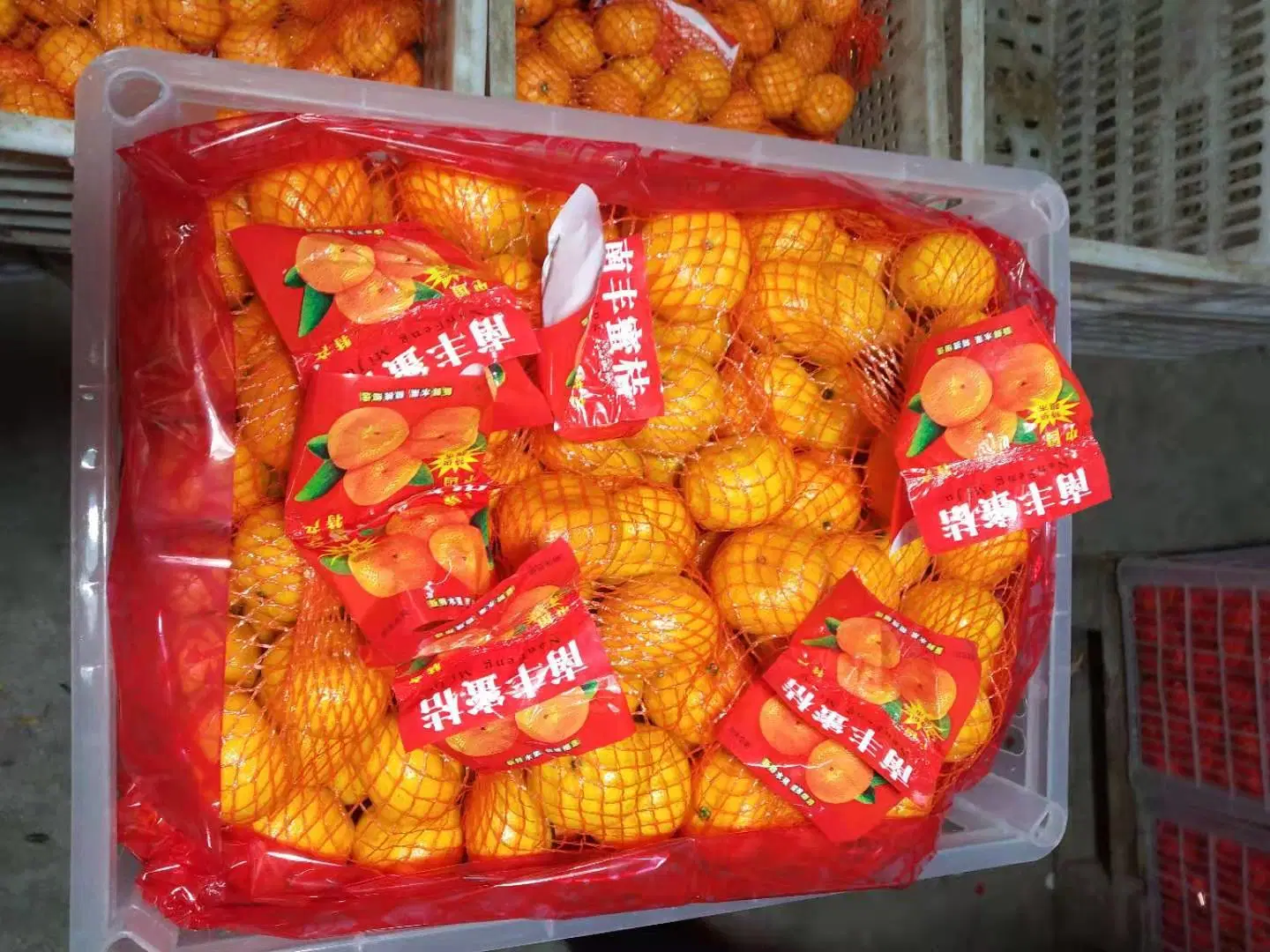 China Mandarina fresca y dulce de calidad Premium Wogan mandarín