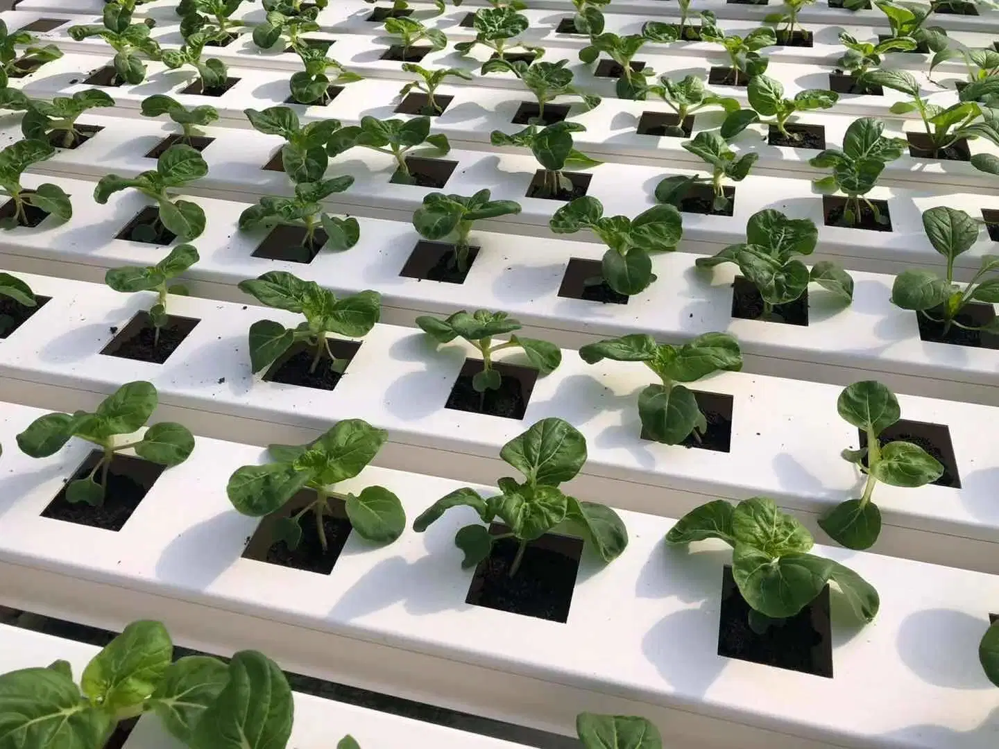 Plastic Hydroponic Greenhouse Vegetables Growing System with Nft Channel