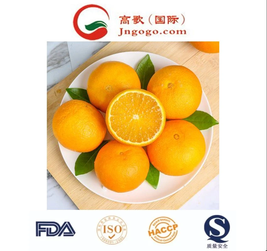 Top Quality Fresh Orange Fruit for Bulk Quantities Low Price