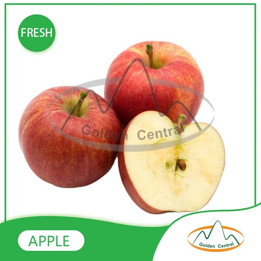 Mayorista fresco delicioso Nuevo Tipo de Apple delicioso mercado de frutas de exportación