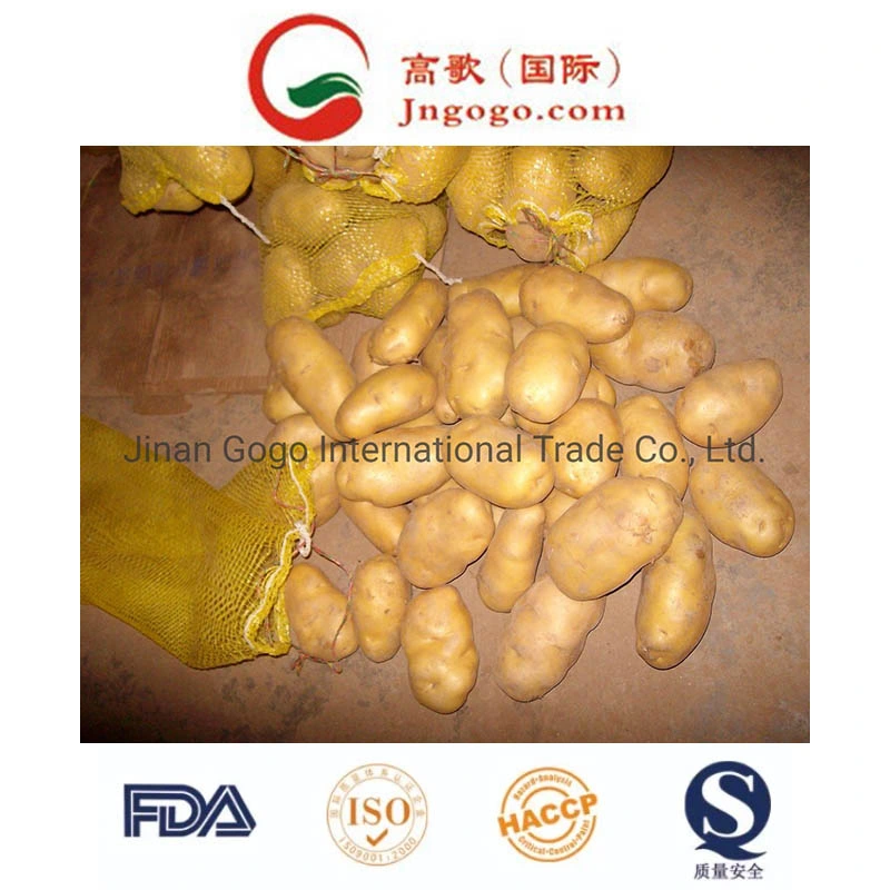 Chinese Golden Yellow Fresh Potato