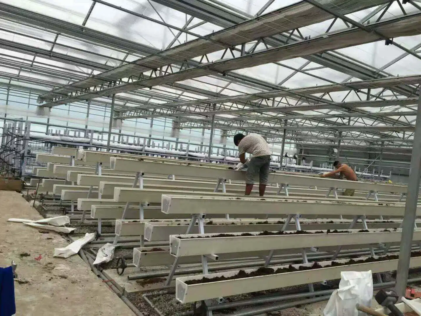 Extensive Hydroponics System Rows of Ripe Red Strawberries Drainage Gutter