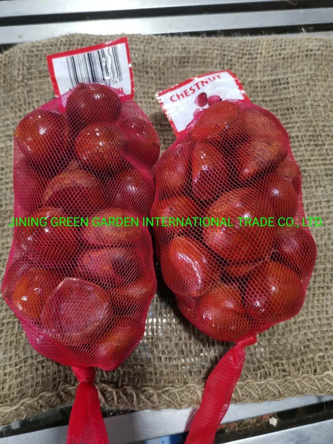 الصينية New Crop Fresh Taian أو Dandong Chestnut Factory Best جودة عالية