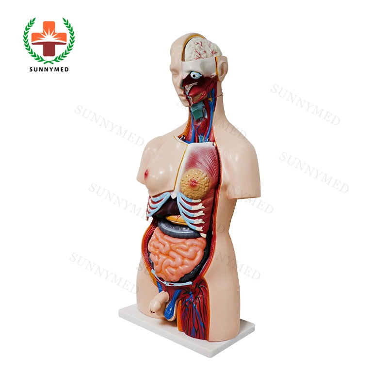 Sy-N018 23 Piezas de PVC de 85cm modelo Torso Dual-Sex humana formación