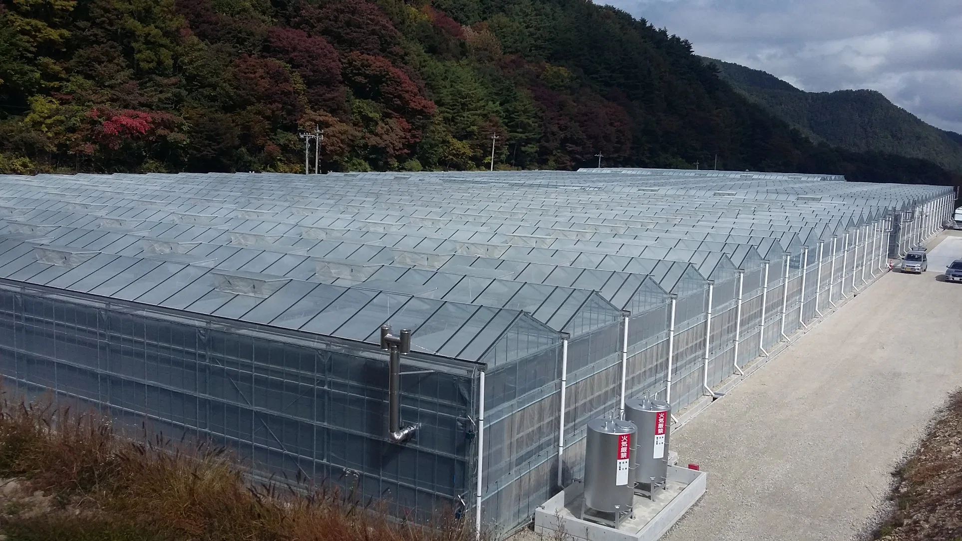 Bauen Poly House für Gemüse Obst Blumen zertifiziert von SGS