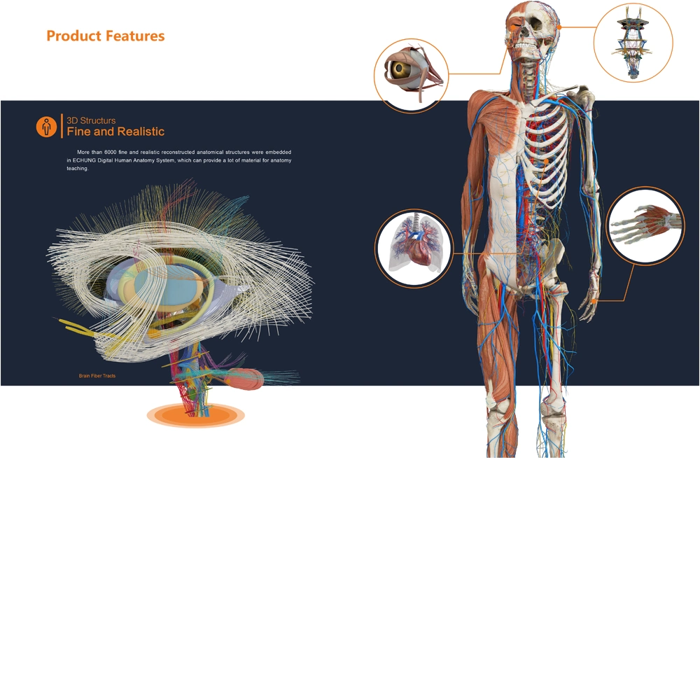 Écran tactile 3D de l'enseignement Anatomie Anatomie table virtuelle