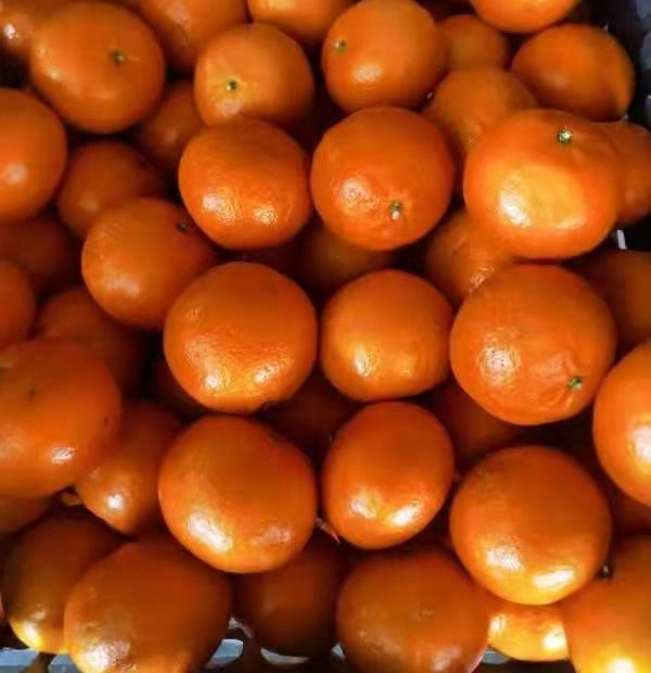 Fresh Mandarin Orange and Premium Quality Mandarin Wogan Mandarin