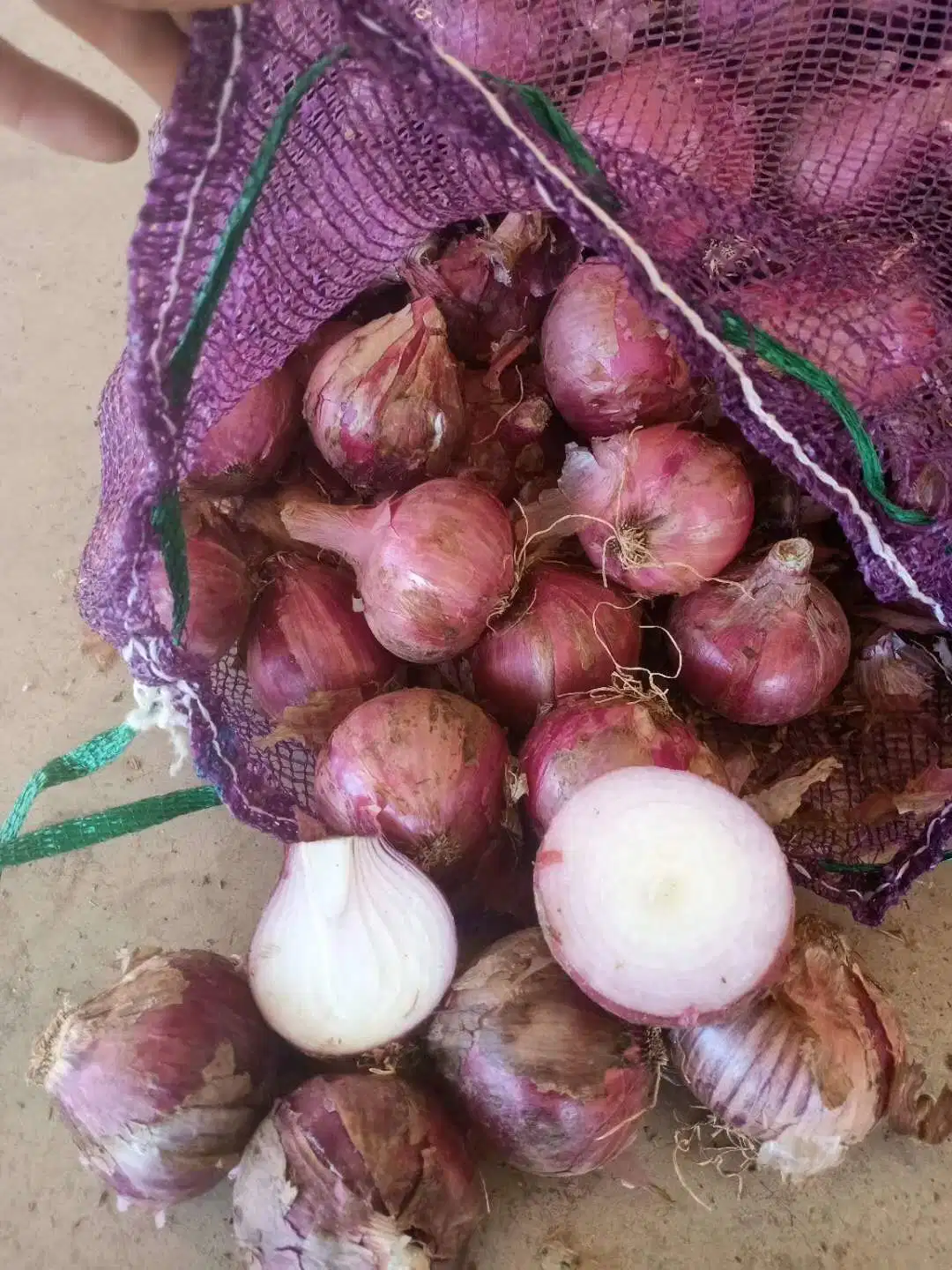 Whole Wholesale/Supplier Red Yellow White Green Skin Crop Peeled Purple Organic Frozen Fresh Vegetable Onion Price From Factory Supplier