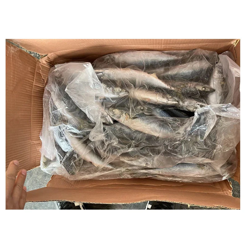 Frozen Pacific Mackerel 250-350g for Vietnam