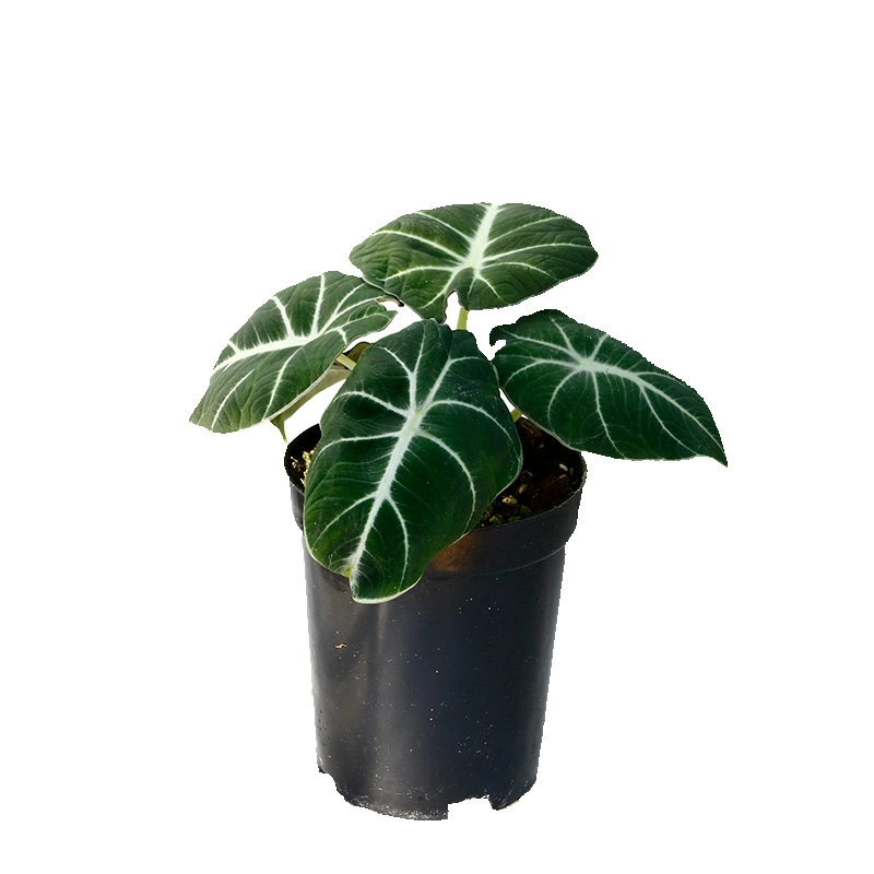 Las plantas reales Alocasia Violeta Negro