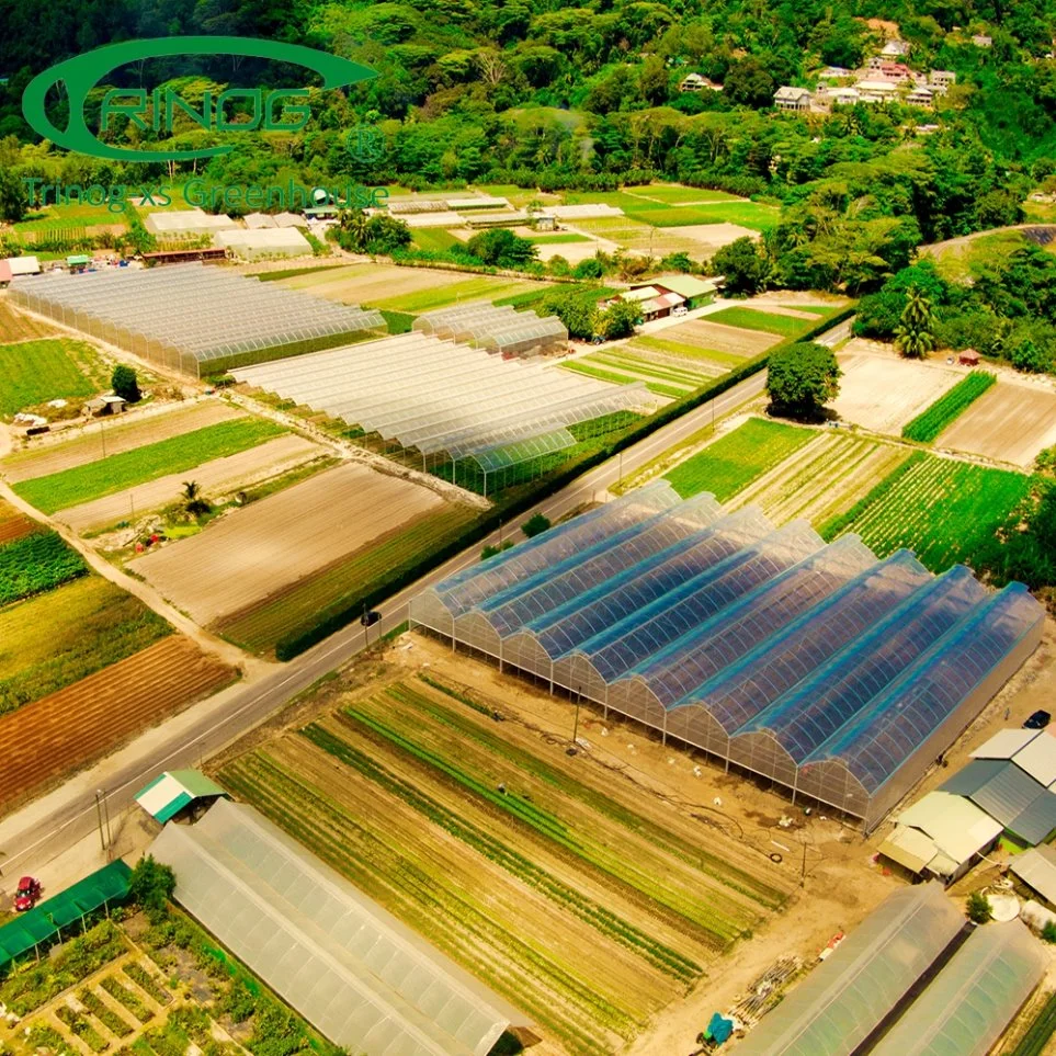 Plastic Multi-Span Agriculture tomato film Greenhouse for farming