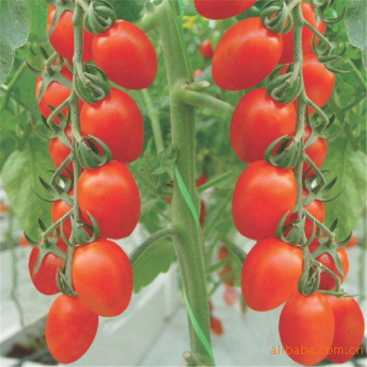 Unbestimmte rote Kirsche Tomatensamen Gemüsefrucht Samen für die Aussaat