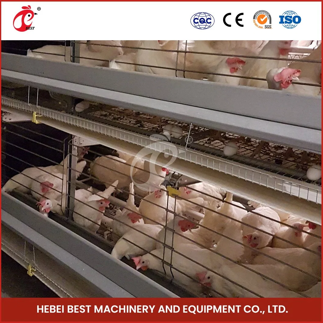 Bestchickencage Layer Hen Cage China Automatic Breeding Chicken Layer Cage Suppliers Vacuum Siphon Principle Low Price Layer Cage