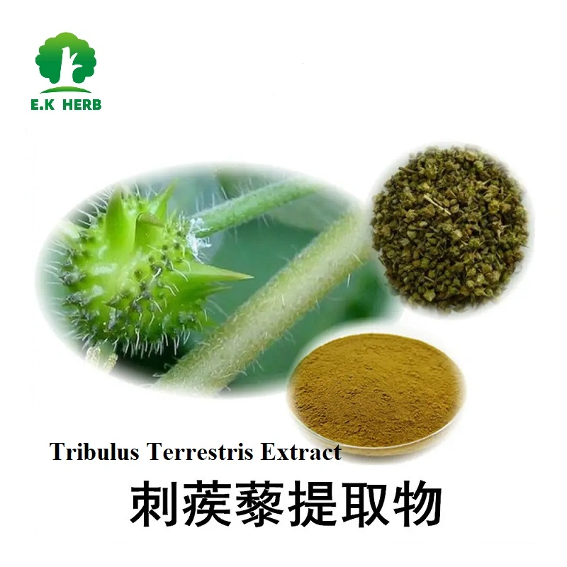 E. K Herb Factory High quality/High cost performance with Free Sample Plant Extract Natural Food Grade Terrestris Saponins 40%~99% Powder Plant Herbal Tribulus Terrestris Extract