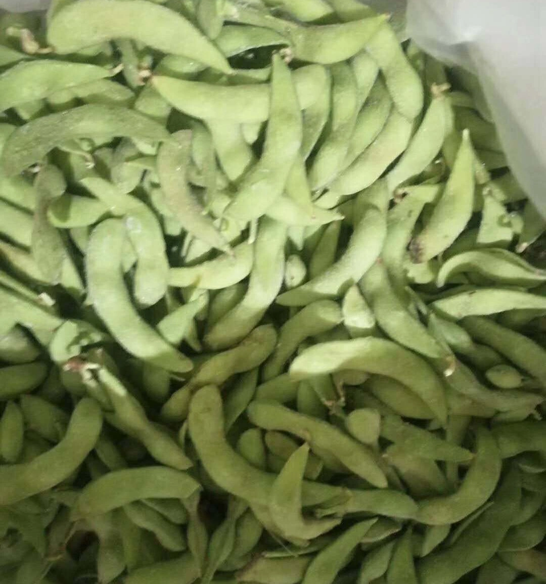 Edamame surgelé de haute qualité, IQF Edamame Pods, a bombardé Edamame de Chine