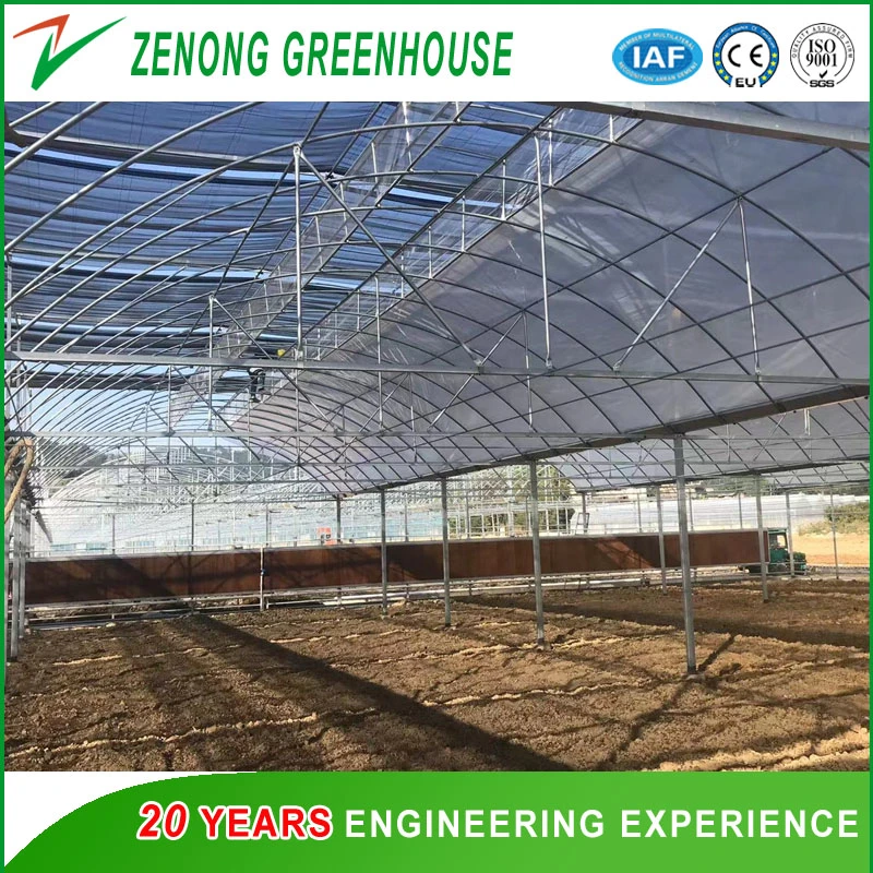 Chinese Greenhouse Manufacturer Fabricated Poly-Tunnel Poly Film Greenhouse with Wet Pad and Fans for All Season Vegetable Culture